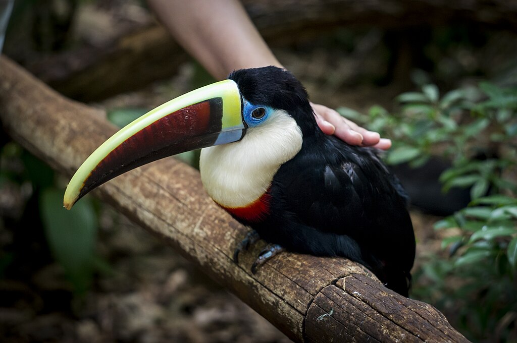 Parque das Aves Parque das Aves