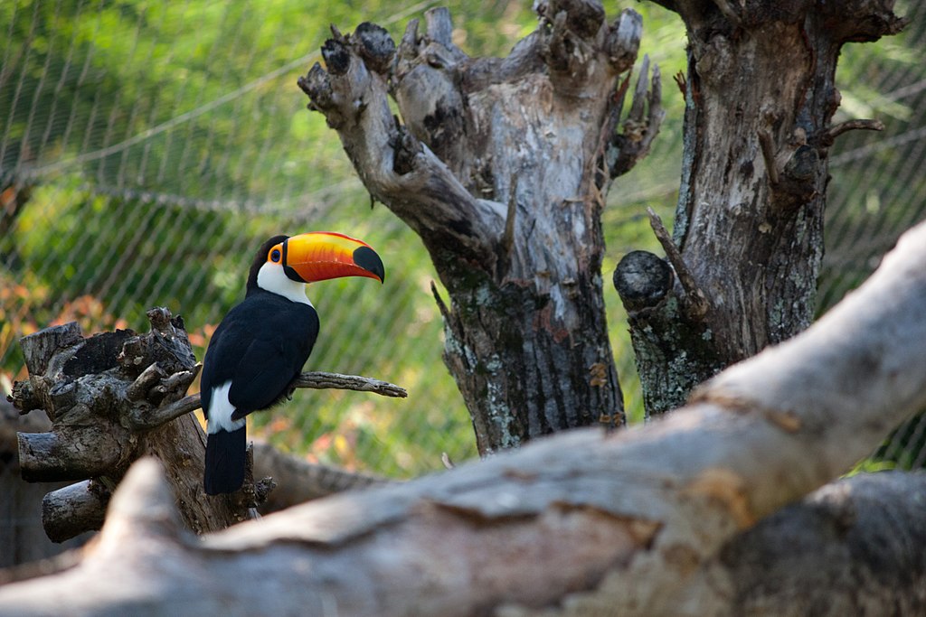 Gramado Zoo Gramado Zoo