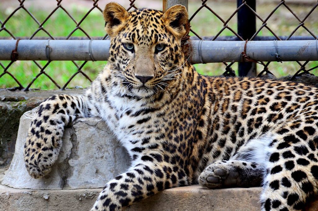 melhores zoológicos Brasil melhores zoológicos Brasil