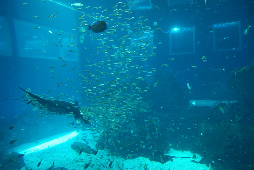 Oceanic Aquarium. Oceanic Aquarium