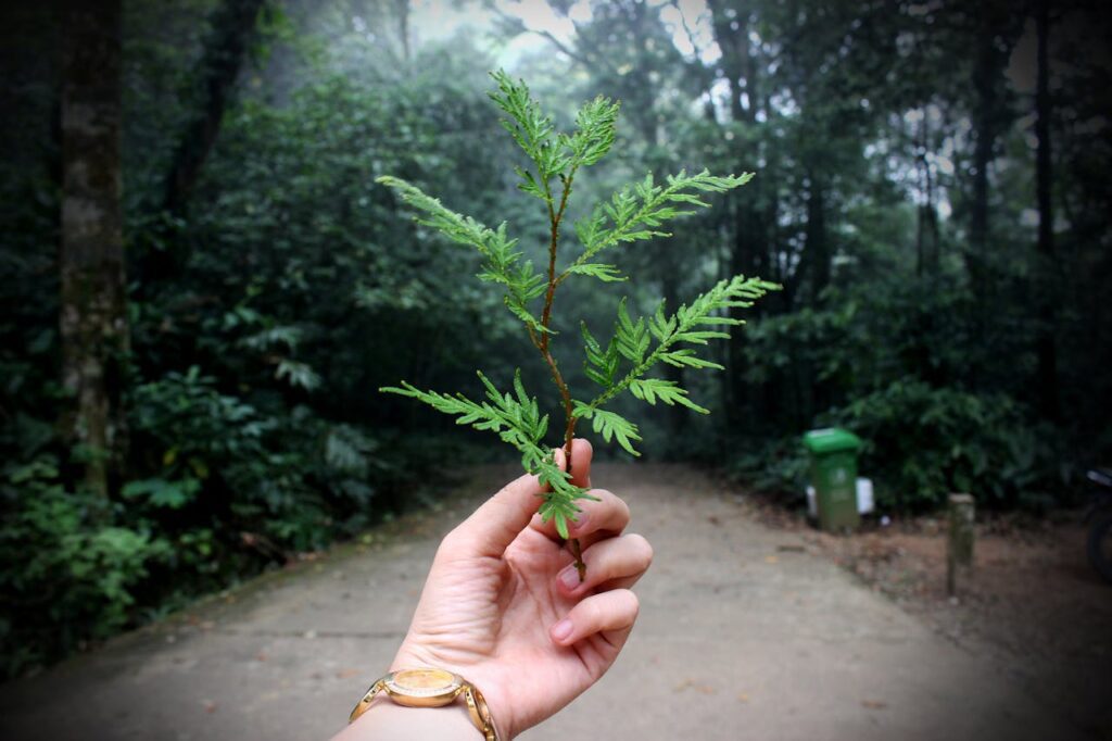 Ecoturismo em 2025: O que é, benefícios e melhores destinos 1 Ecoturismo