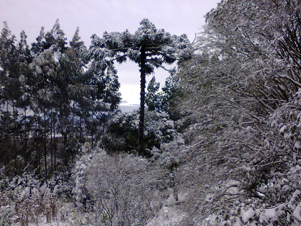 Lugares para Ver Neve no Brasil Lugares para Ver Neve no Brasil