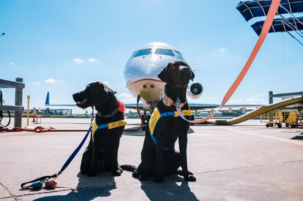 Viajar de Avião com Cachorro Viajar de Avião com Cachorro